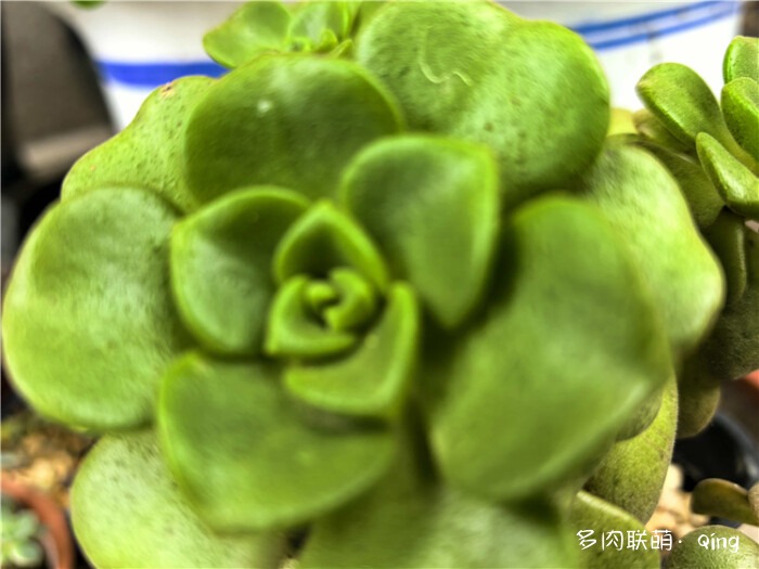 百合丽丽