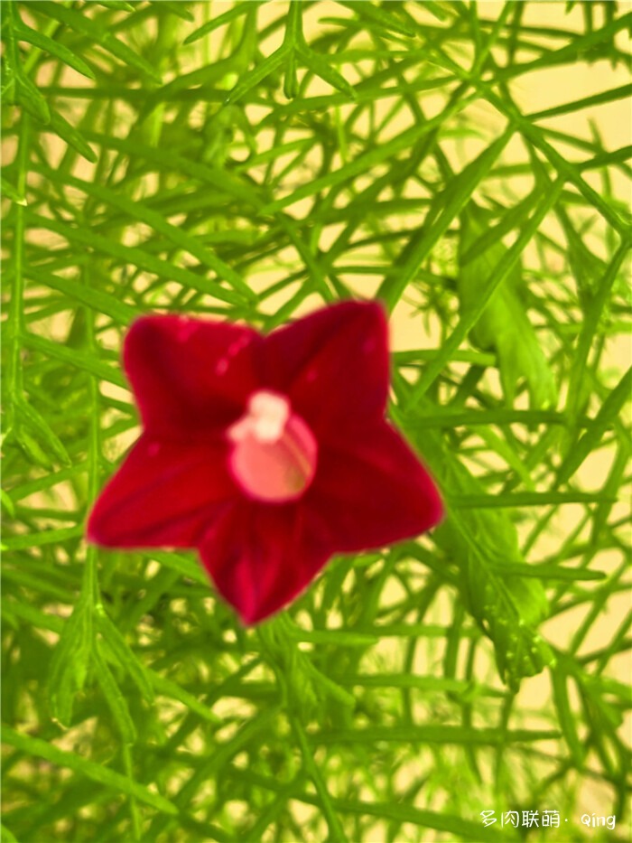 五角星花