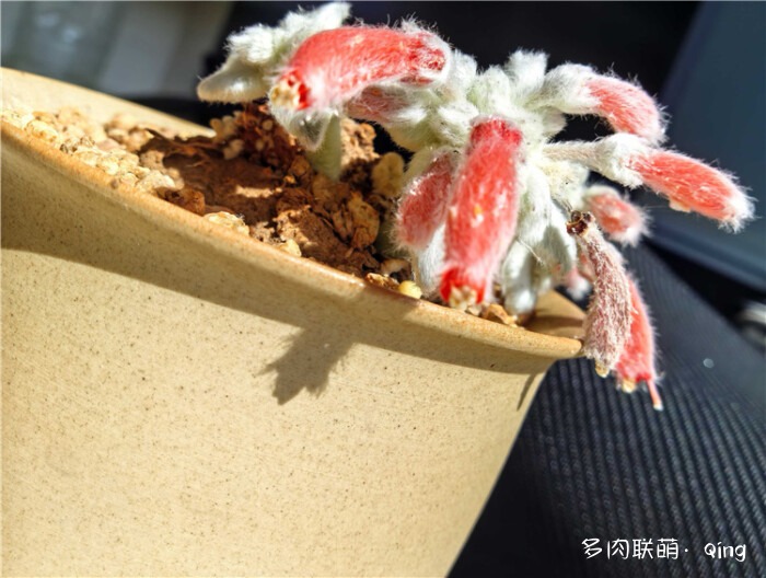 断崖女王