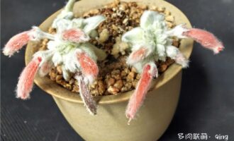 秋风凉，哪盆老腊肉先红妆？