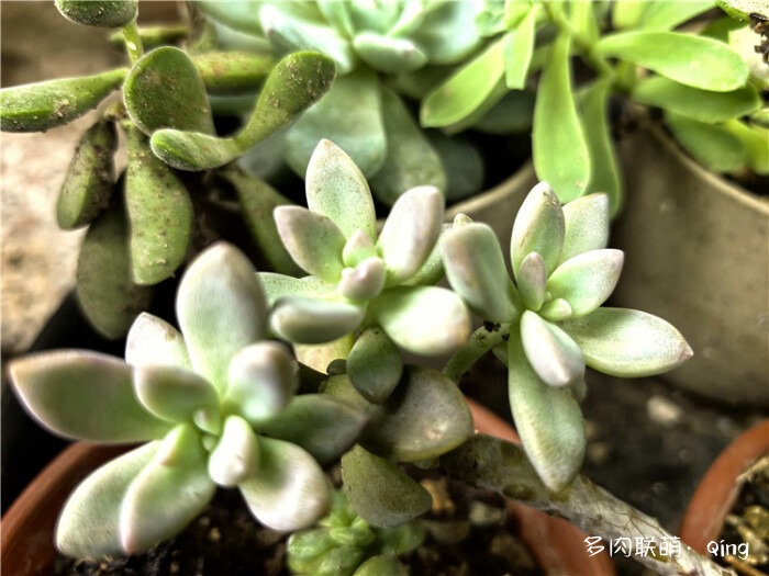 秋丽
