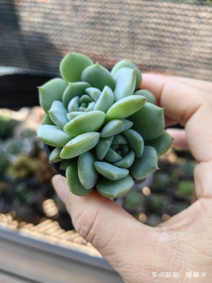 看看景天杂