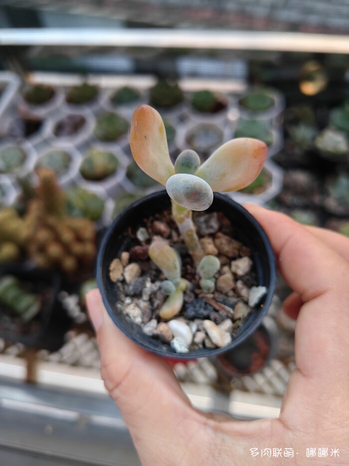 看看景天杂