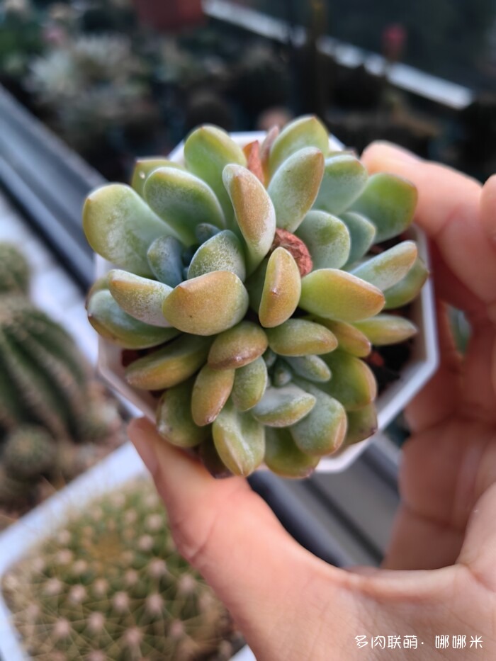 看看景天杂