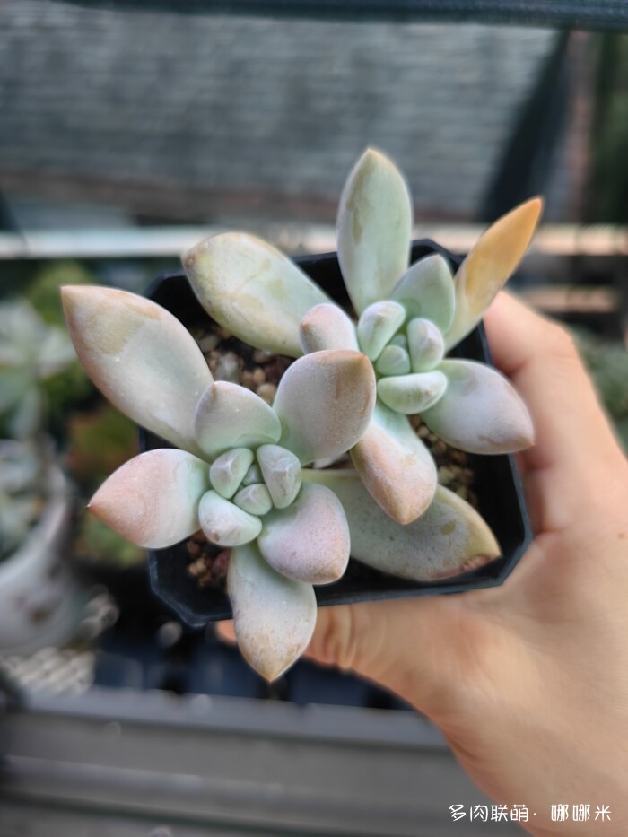 看看景天杂
