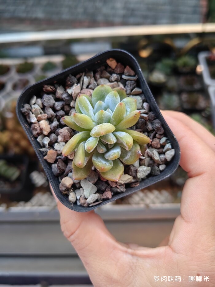 看看景天杂