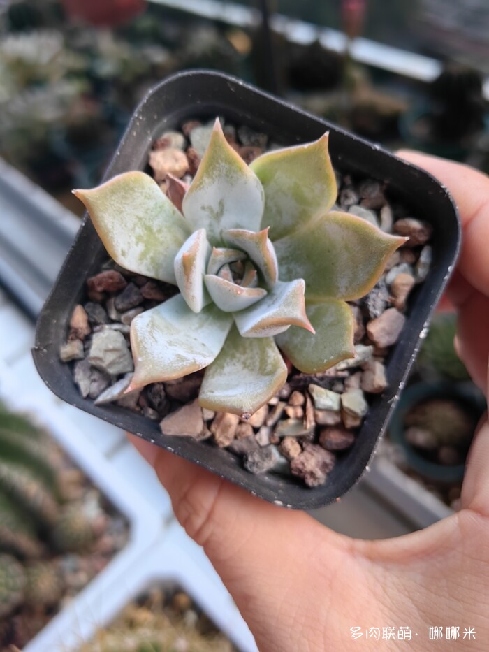 看看景天杂