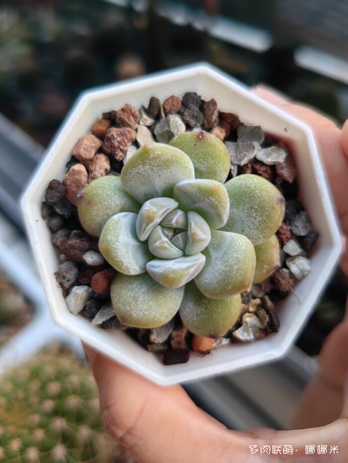 看看景天杂