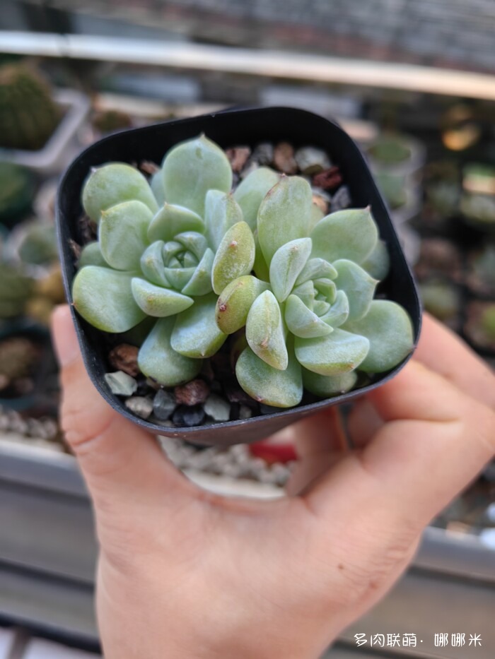 看看景天杂