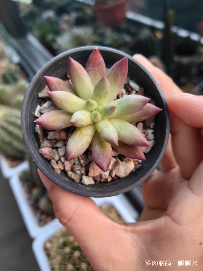 看看景天杂