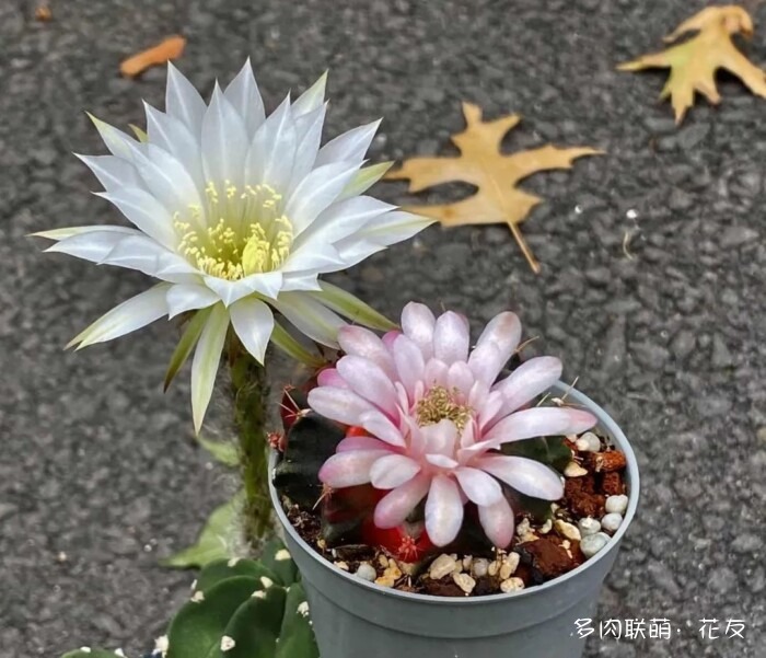 花友的球花