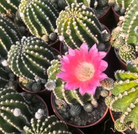 红花金刚