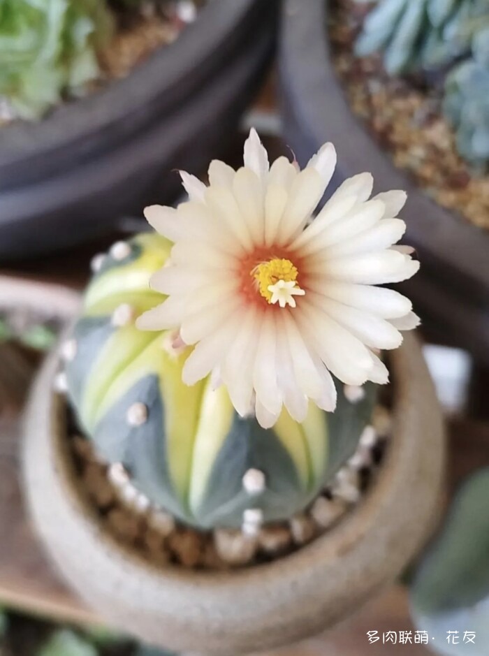 花友的球花