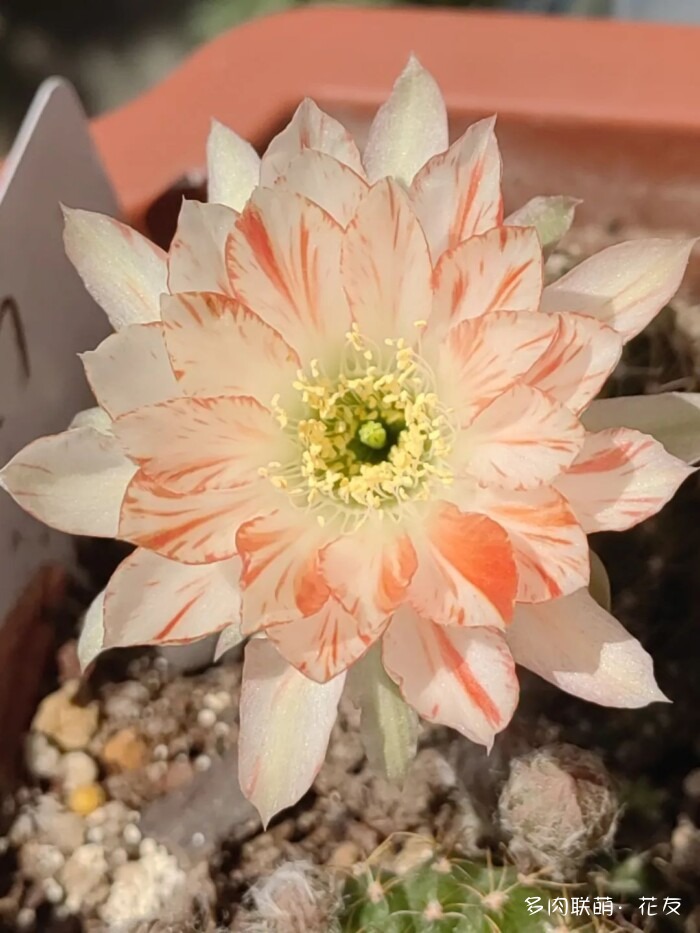 花友的球花