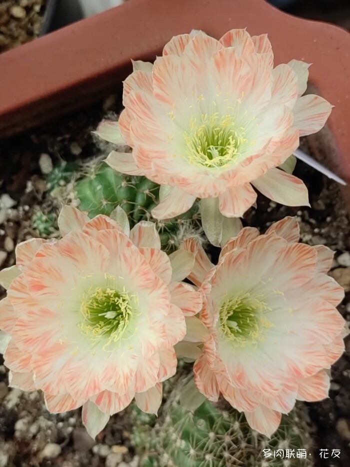 花友的球花