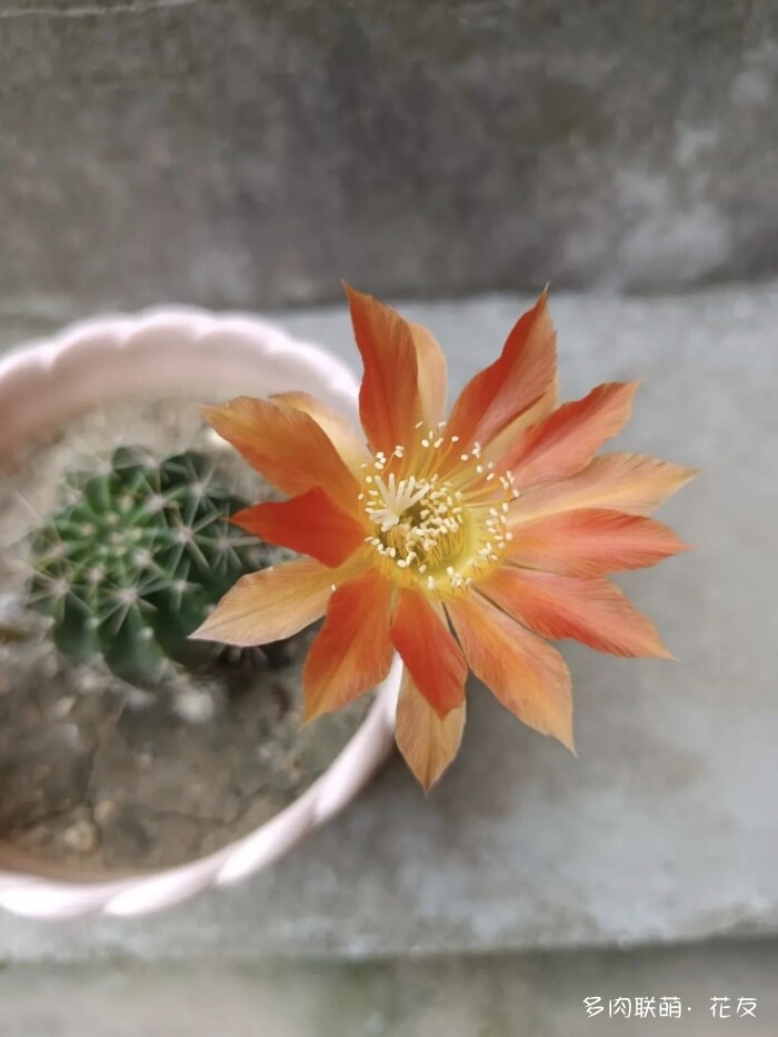 花友的球花