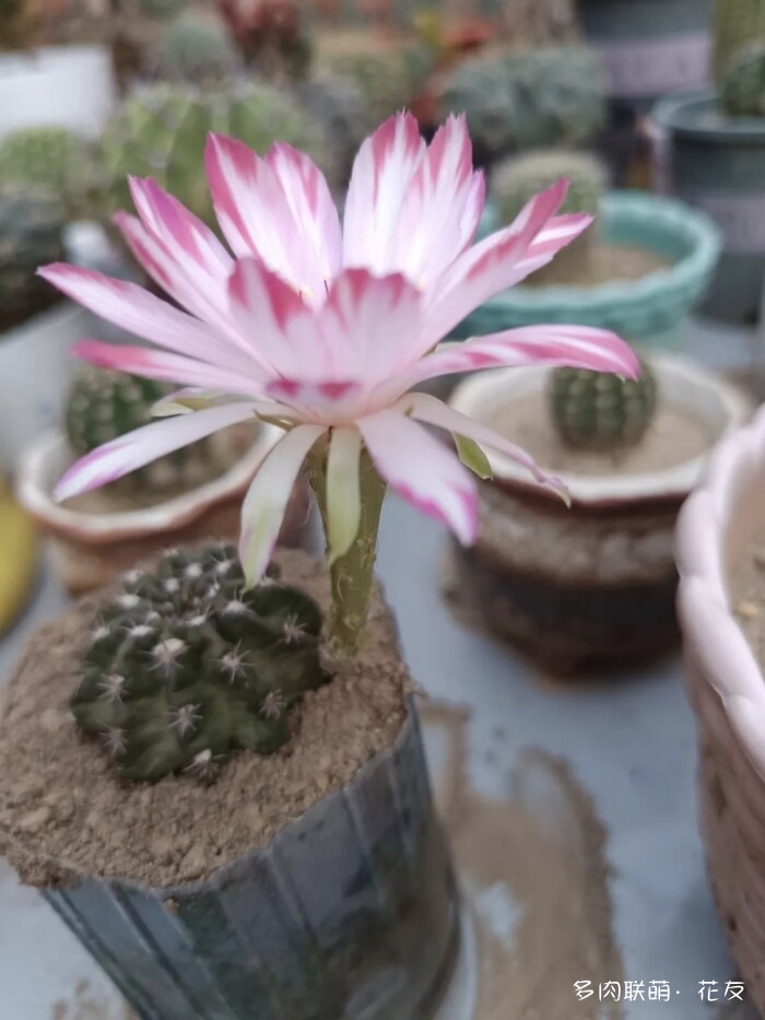花友的球花