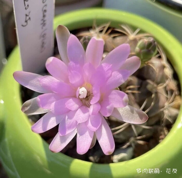 花友的球花