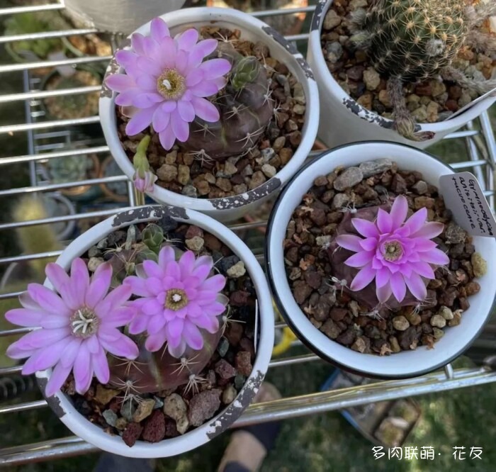 花友的球花