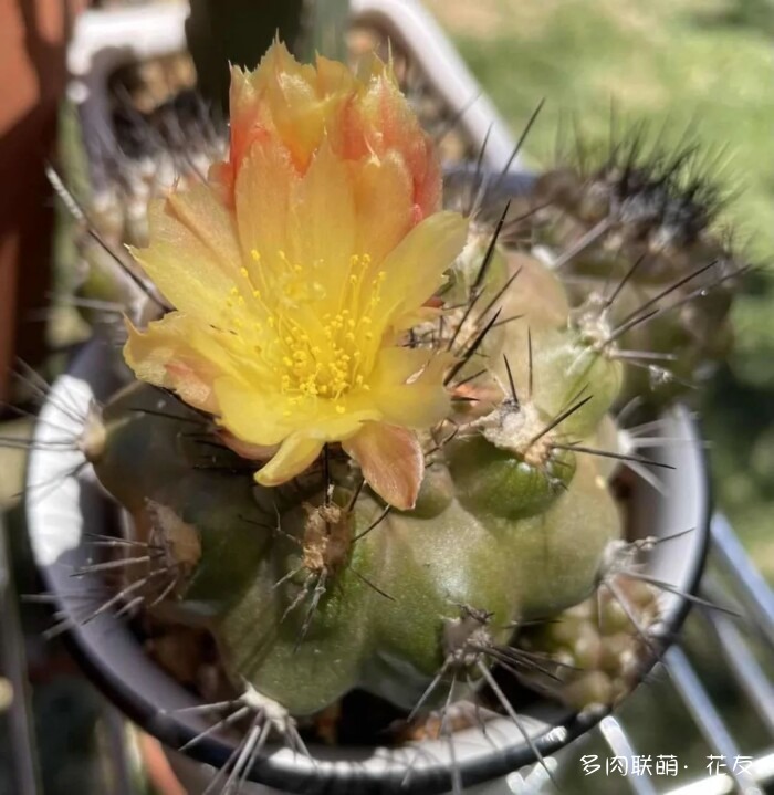 花友的球花