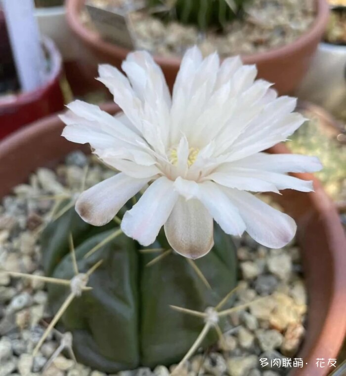 花友的球花