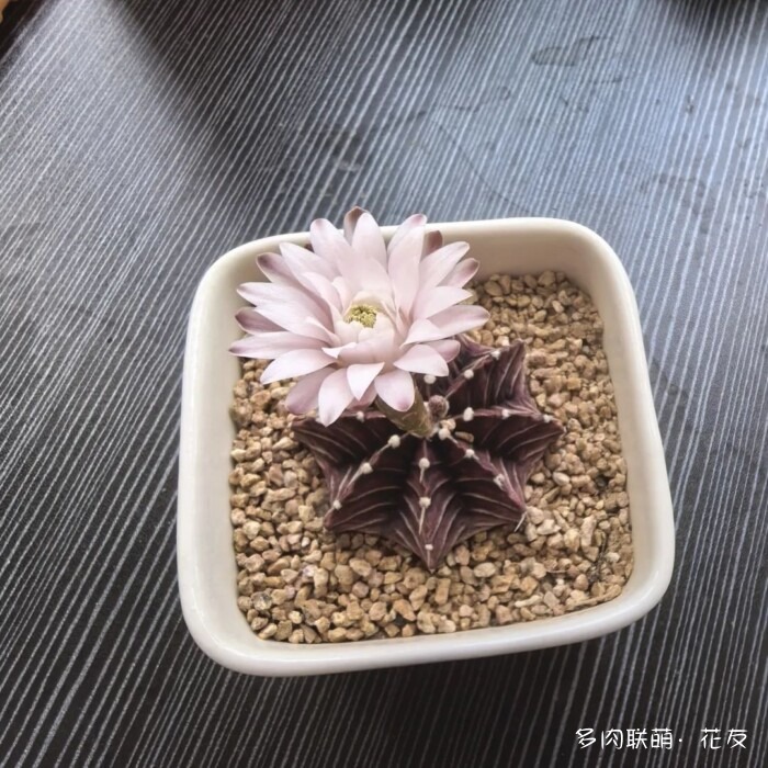 花友的球花