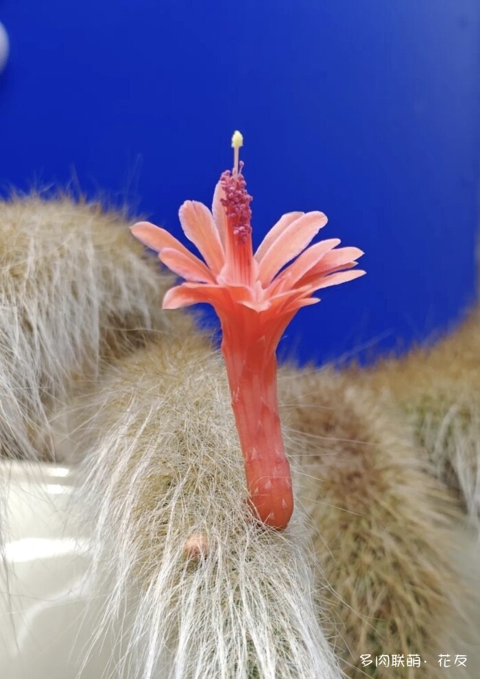 花友的球花