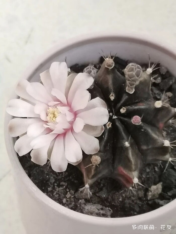 花友的球花