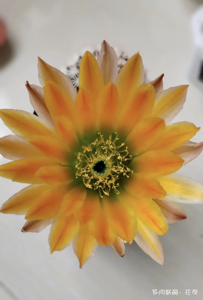 花友的球花