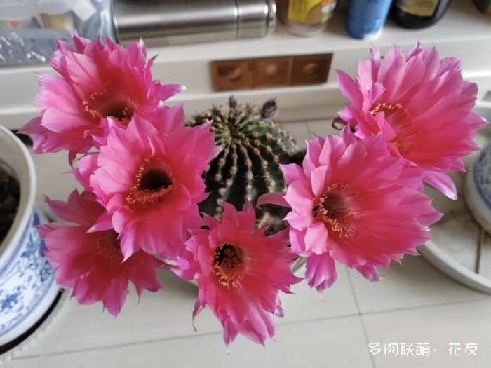 花友的球花