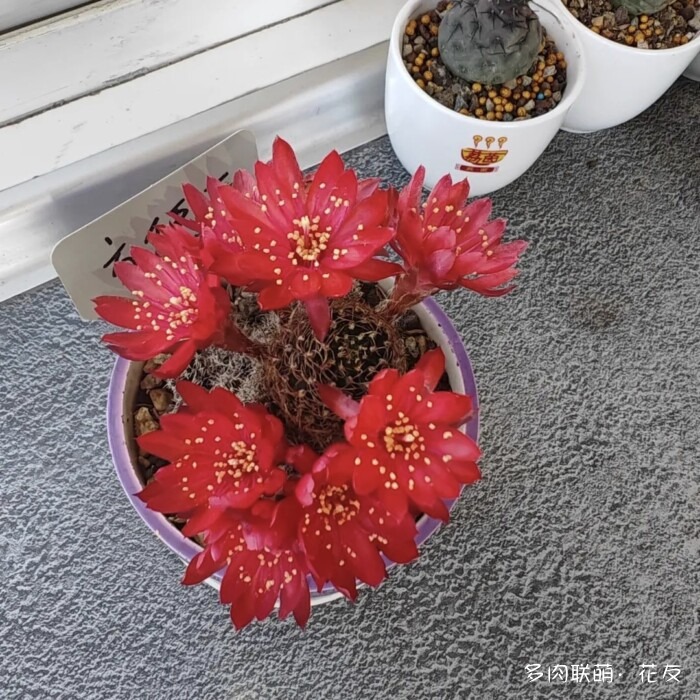花友的球花