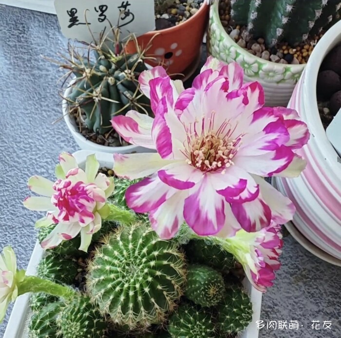 花友的球花