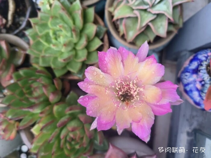 花友的球花