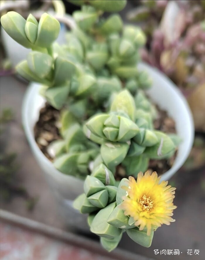 花友的球花