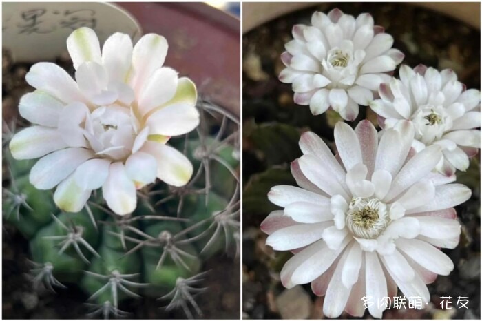 花友的球花