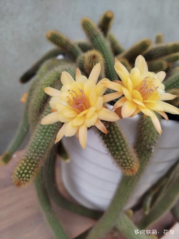 花友的球花