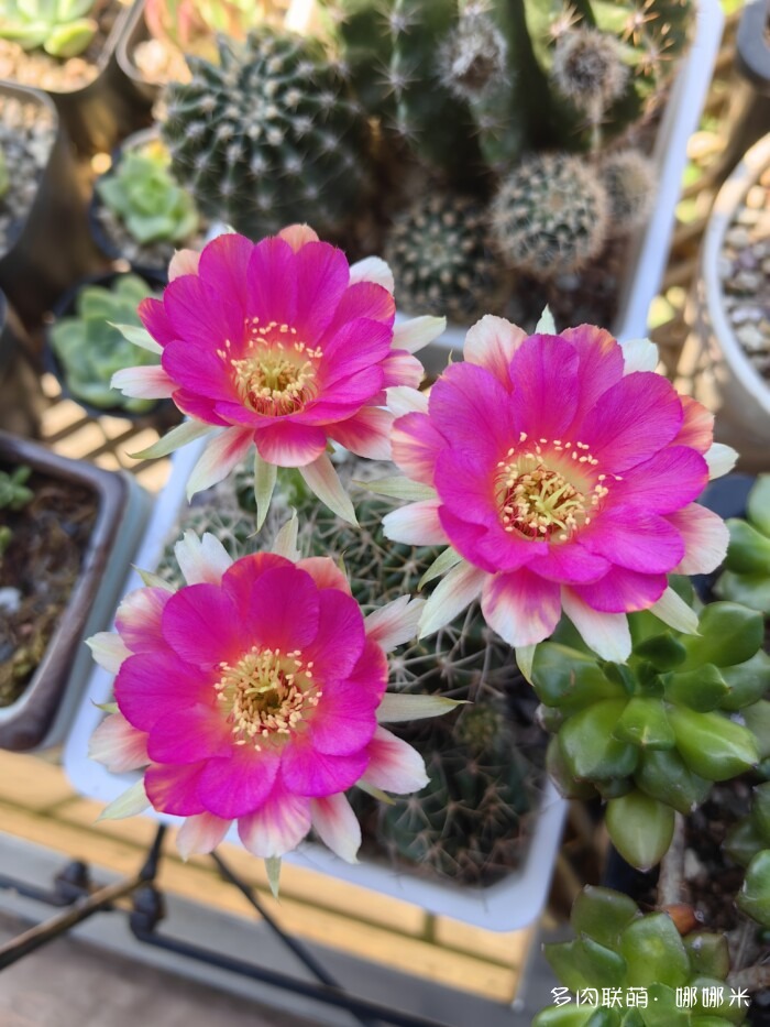 56C