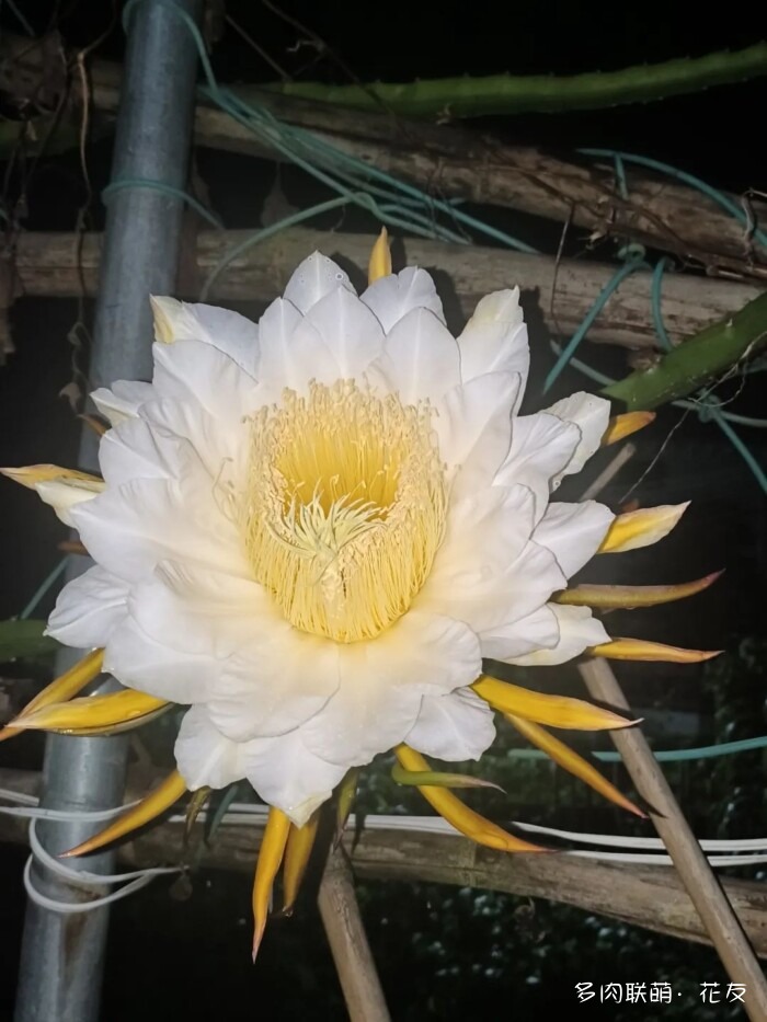 花友的球花