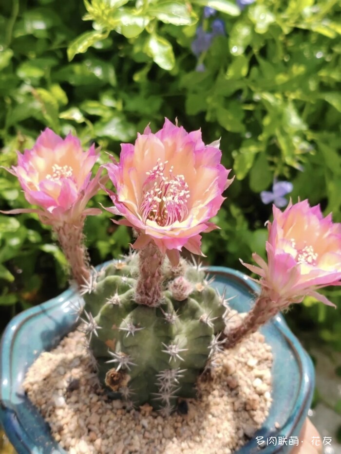 花友的球花