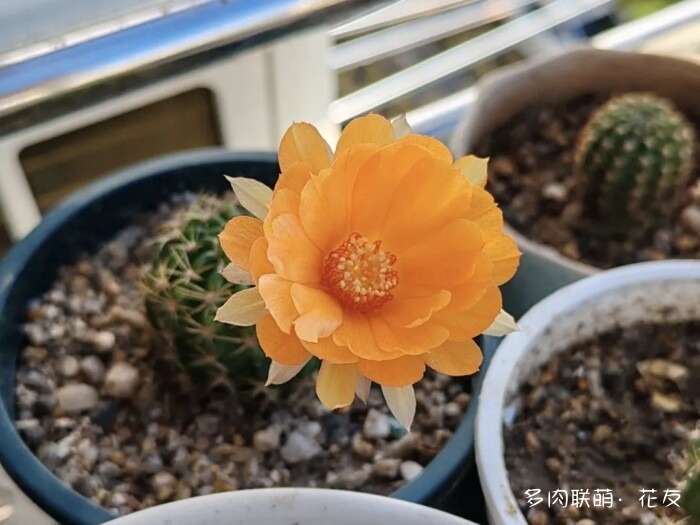 花友的球花