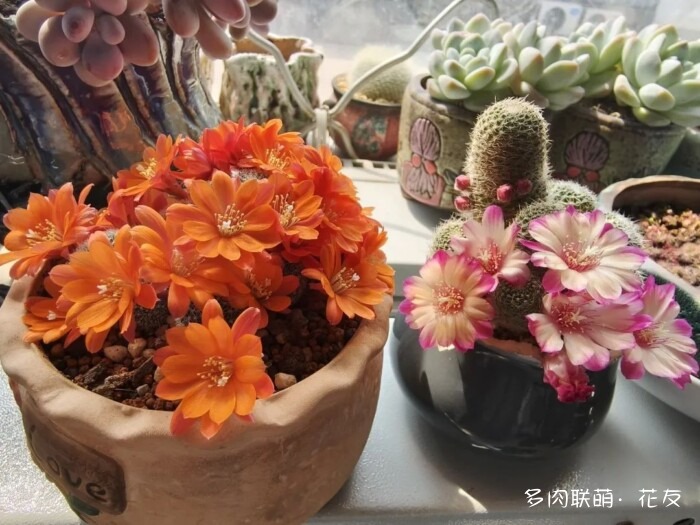 花友的球花