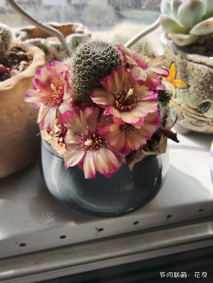 花友的球花