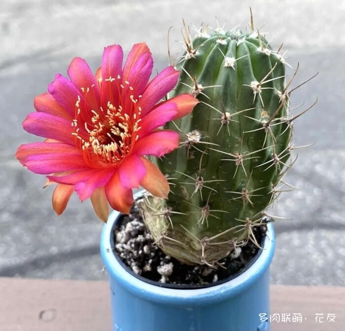 花友的球花