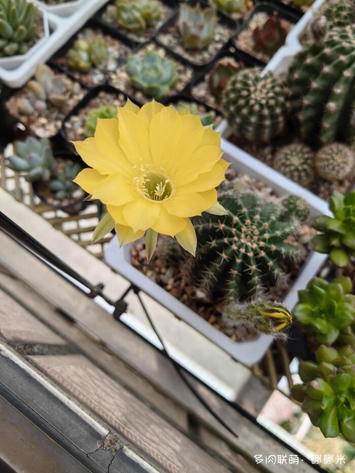 球花才是真爱