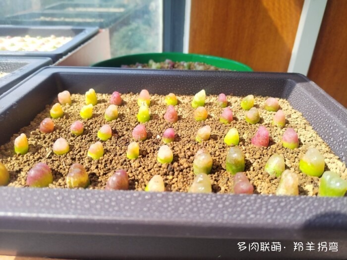 心存美好，多肉自美