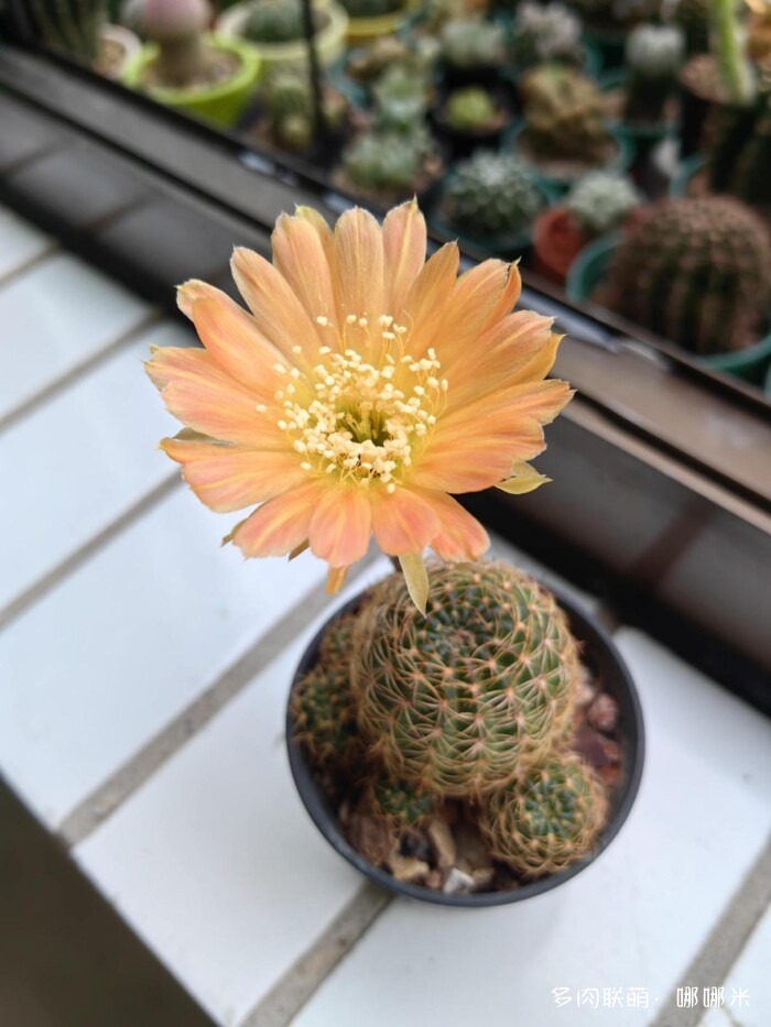 球花才是真爱