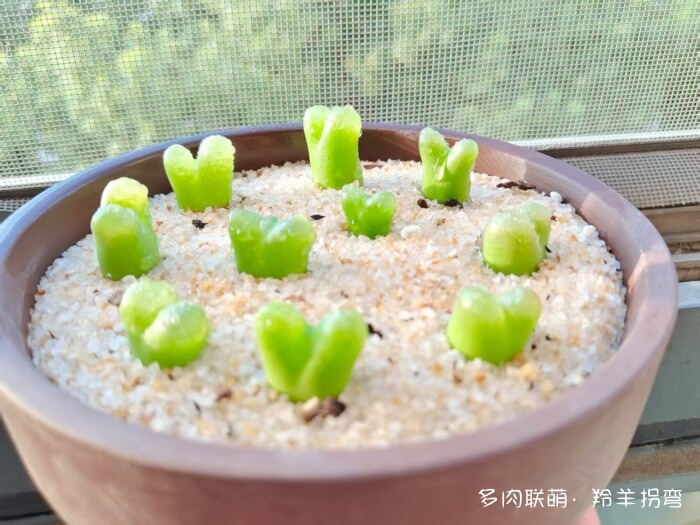 心存美好，多肉自美