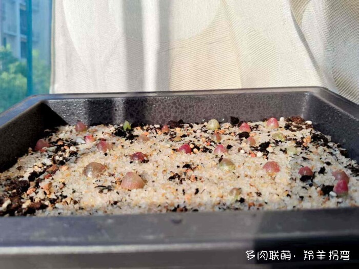 心存美好，多肉自美