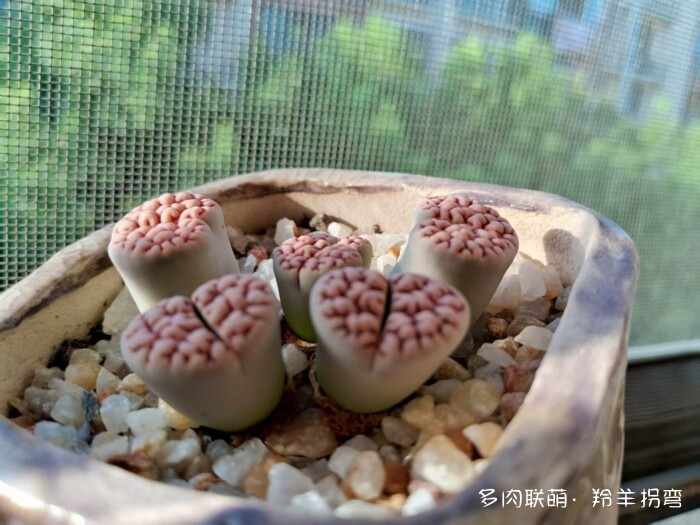 心存美好，多肉自美