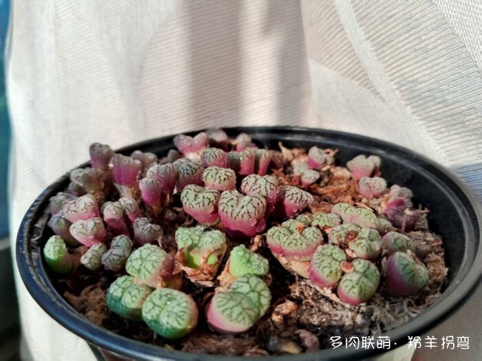 心存美好，多肉自美